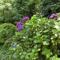 ★　鎌倉ハイキング